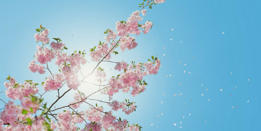 Image for Chelsea Flower Show 2017 - Ultimate Beginners Guide