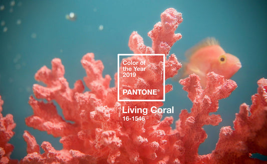 Image for 6 Ways to Decorate with Living Coral