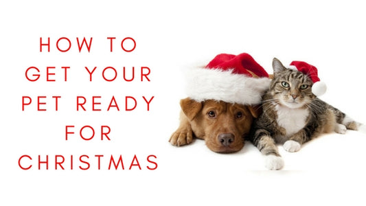 Image for A Festive How To: Get Your Pet Ready For Christmas