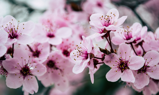 Image for The Chelsea Flower Show, 8 Exciting Trends
