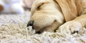 Image for 8 Tips for Pet-Friendly Rug Decorating (Cats & Dogs)