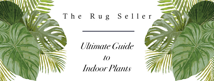 Image for The Rug Seller’s Ultimate Guide to Indoor Plants