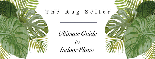 Image for The Rug Seller’s Ultimate Guide to Indoor Plants