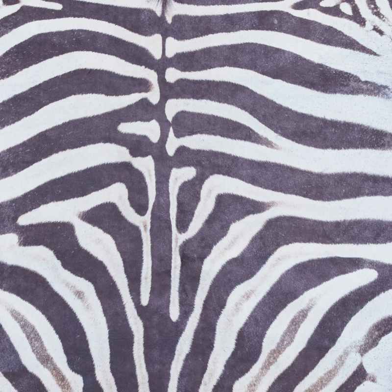 Faux Zebra Print Rug in Black White