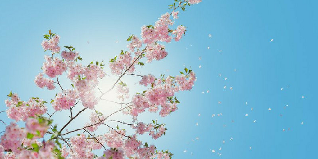 Image for Chelsea Flower Show 2017 - Ultimate Beginners Guide